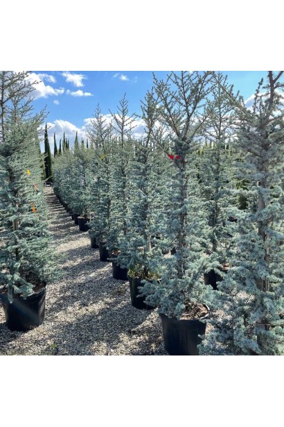 Саджанці кедра Глаука в садовому центрі